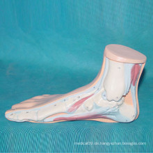 Menschliche Füße Anatomisches Modell für medizinische Lehre (R040113)